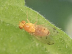 Homoneura occidentalis