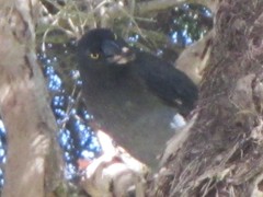 Strepera graculina