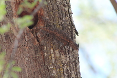 Sceloporus lemosespinali