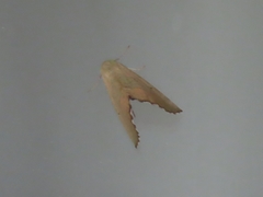 Drepanogynis cambogiaria