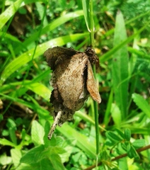 Canephora hirsuta