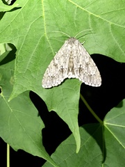 Acronicta americana