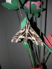 Hemeroplanes triptolemus