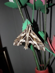 Hemeroplanes triptolemus