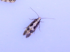 Agnippe prunifoliella