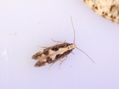 Agnippe prunifoliella
