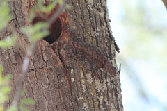 Sceloporus lemosespinali