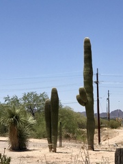 Carnegiea gigantea