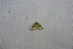 Electrophaes corylata