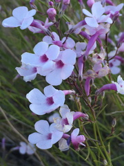 Penstemon ambiguus