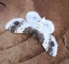 Hydrelia condensata
