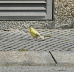 Serinus canaria domesticus