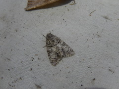 Acronicta retardata