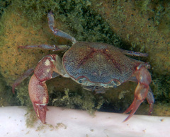 Austrothelphusa transversa