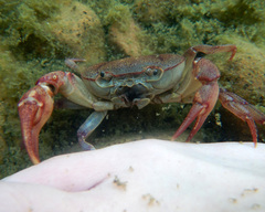 Austrothelphusa transversa