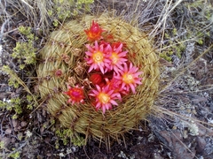 Oroya peruviana