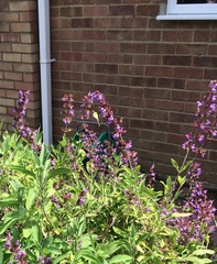 Papilio machaon britannicus