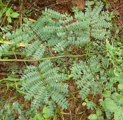 Adenopodia scelerata