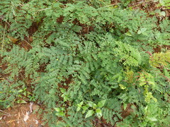 Adenopodia scelerata