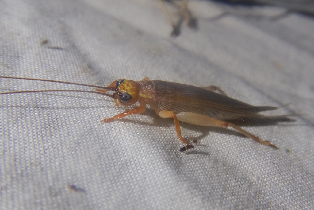 Riatina padiminka