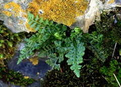 Asplenium altajense
