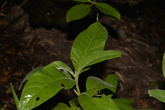 Psychotria loniceroides