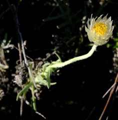 Syncarpha speciosissima angustifolia