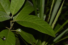 Psychotria loniceroides