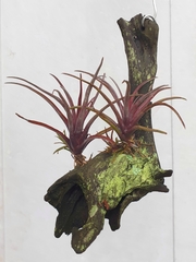 Tillandsia capitata