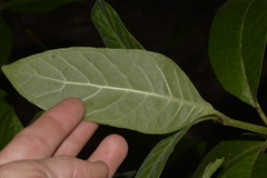 Psychotria loniceroides
