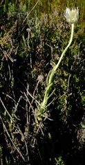 Syncarpha speciosissima angustifolia