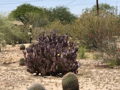 Opuntia santa-rita