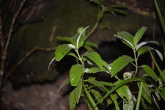 Psychotria loniceroides