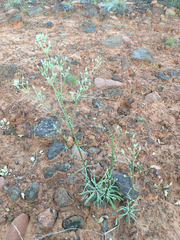 Frasera albomarginata