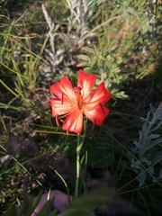 Lilium pumilum