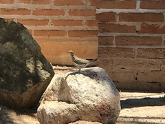 Zenaida asiatica