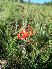 Lilium pumilum