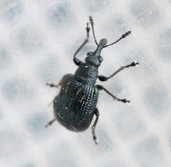 Neocoenorrhinus pauxillus