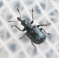 Neocoenorrhinus pauxillus