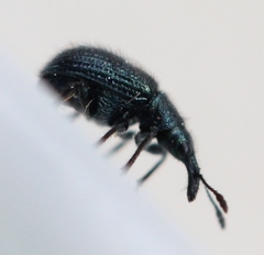 Neocoenorrhinus pauxillus