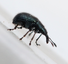 Neocoenorrhinus pauxillus