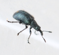 Neocoenorrhinus pauxillus