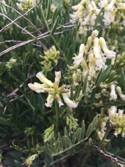 Astragalus racemosus treleasei