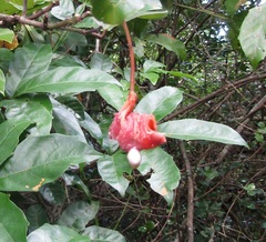 Cynophalla flexuosa