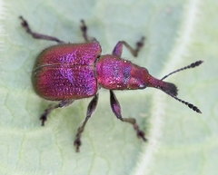 Rhynchites auratus