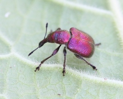 Rhynchites auratus