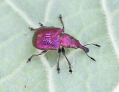 Rhynchites auratus