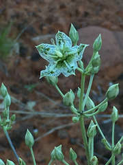 Frasera albomarginata