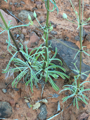 Frasera albomarginata