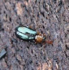 Salpingus ruficollis